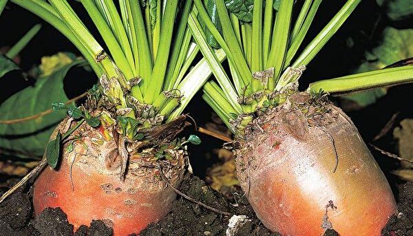 Karahasanoğlu Tarım Tohum