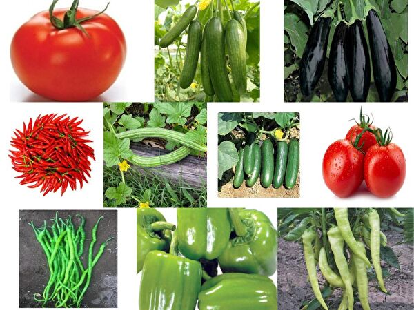 Karahasanoğlu Tarım Tohum