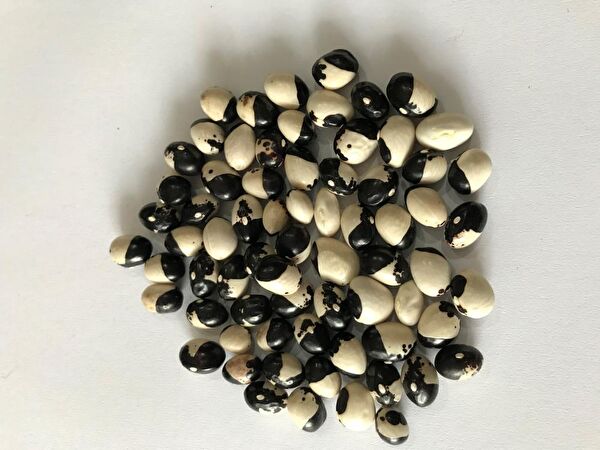 Karahasanoğlu Tarım Tohum