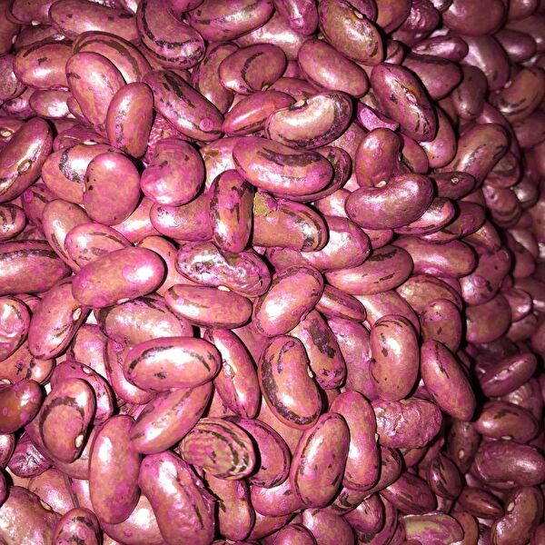 Karahasanoğlu Tarım Tohum