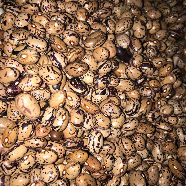 Karahasanoğlu Tarım Tohum