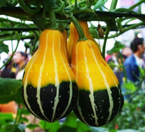 Karahasanoğlu Tarım Tohum