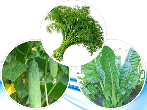 Karahasanoğlu Tarım Tohum