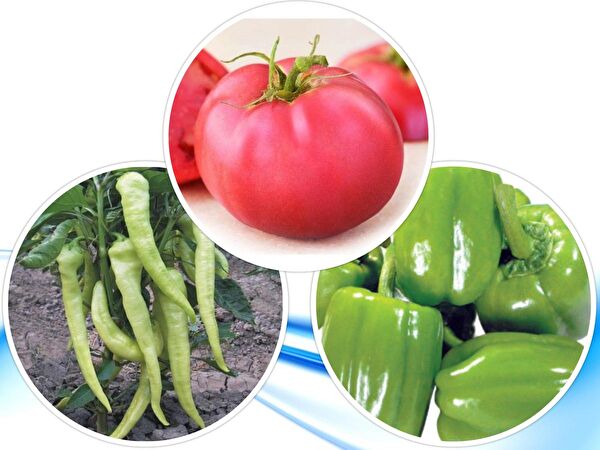 Karahasanoğlu Tarım Tohum