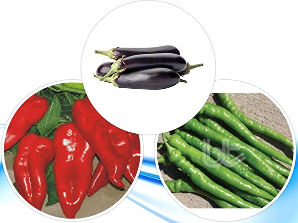 Karahasanoğlu Tarım Tohum