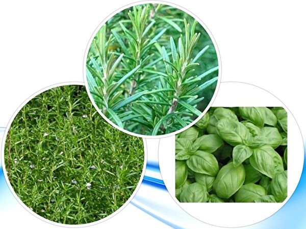 Karahasanoğlu Tarım Tohum