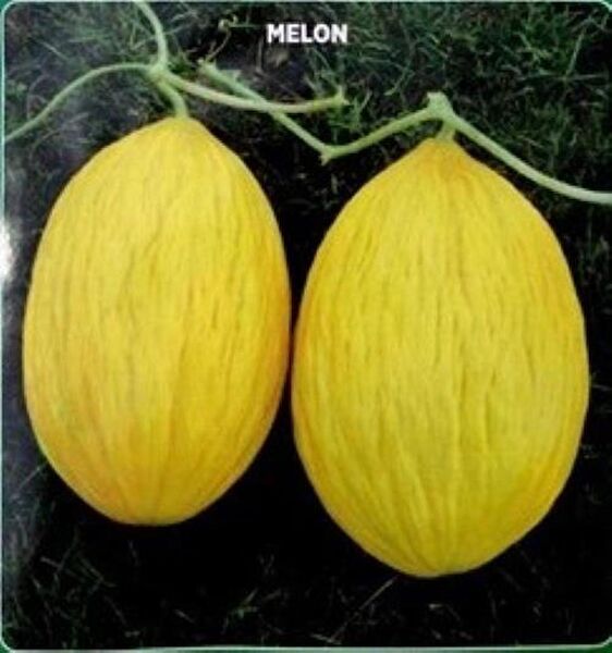 Karahasanoğlu Tarım Tohum