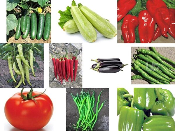 Karahasanoğlu Tarım Tohum