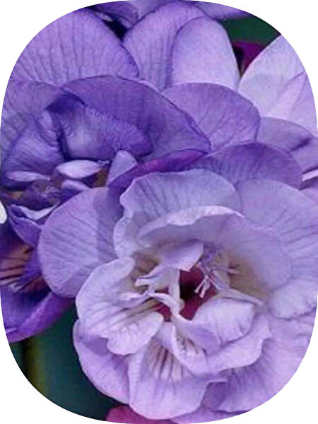 NET TARIM Bitki Yetiştirme Kiti