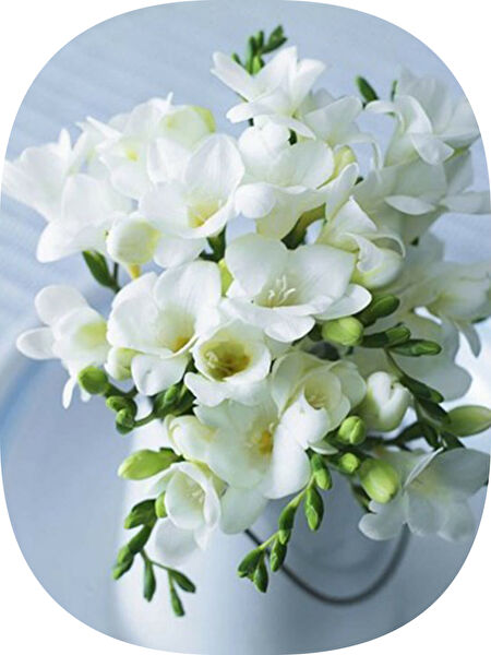 NET TARIM Bitki Yetiştirme Kiti