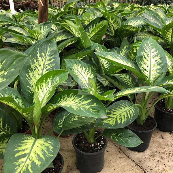 Fidan Sepetim Teraryum, Teraryum Aksesuarları