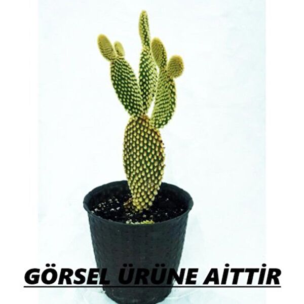 Fidan Peyzaj Kaktüs