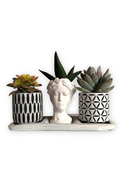 karlabotanik Sukulent