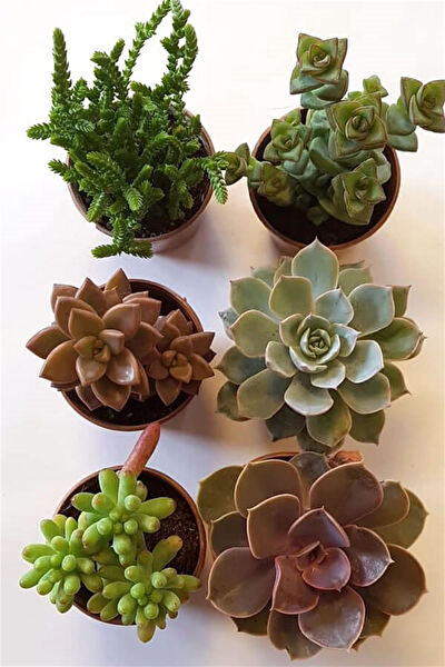 karlabotanik Sukulent