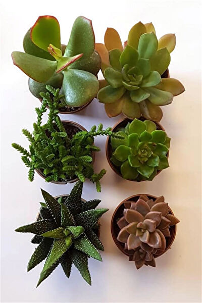 karlabotanik Sukulent