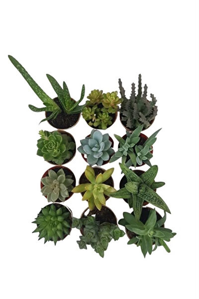 karlabotanik Sukulent