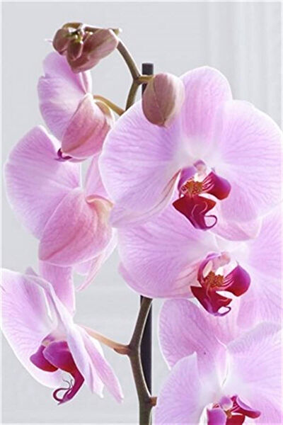 karlabotanik İç Mekan Bitkileri