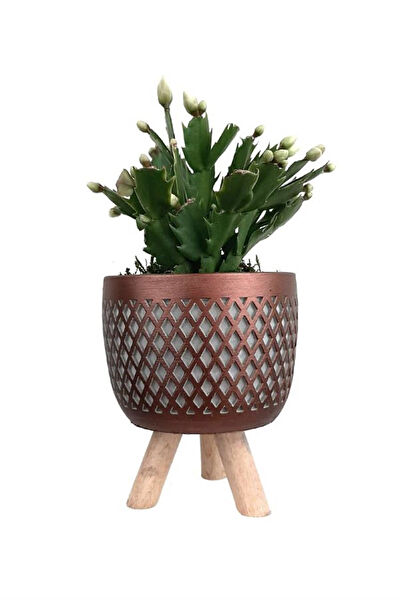 karlabotanik İç Mekan Bitkileri