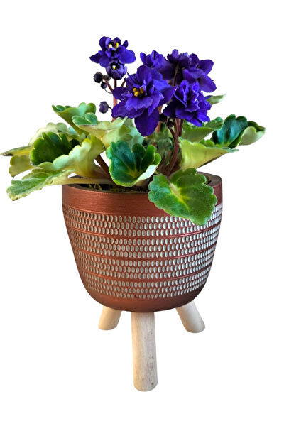 karlabotanik İç Mekan Bitkileri