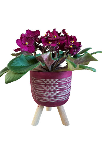 karlabotanik İç Mekan Bitkileri