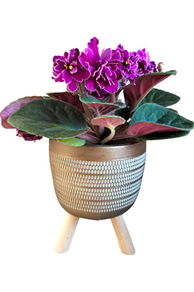 karlabotanik İç Mekan Bitkileri