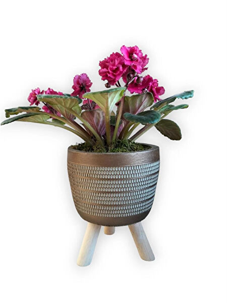 karlabotanik İç Mekan Bitkileri