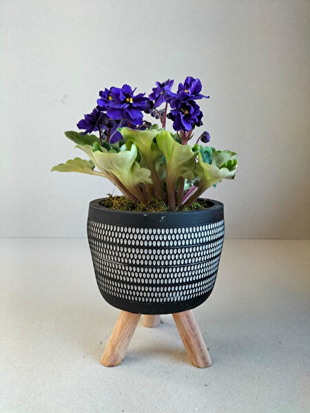 karlabotanik İç Mekan Bitkileri