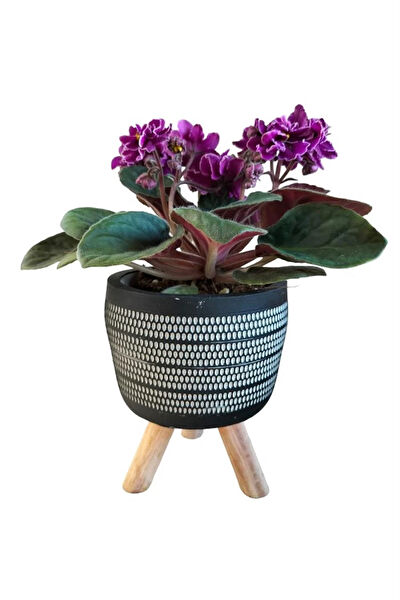 karlabotanik İç Mekan Bitkileri