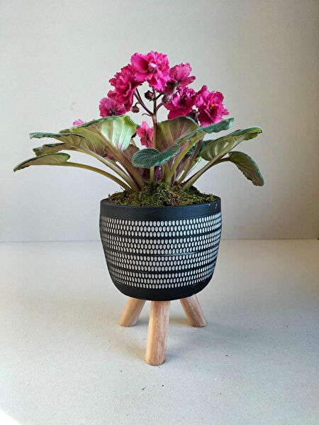 karlabotanik İç Mekan Bitkileri