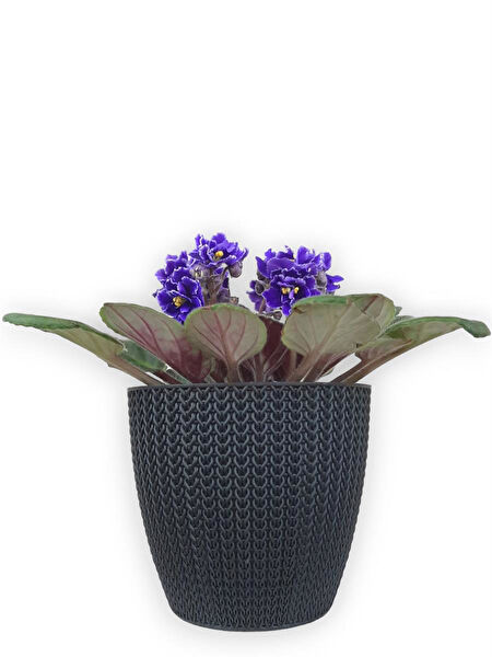 karlabotanik İç Mekan Bitkileri