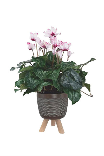 karlabotanik İç Mekan Bitkileri