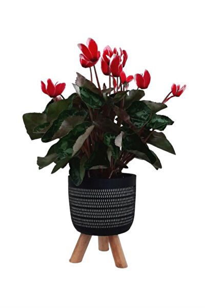 karlabotanik İç Mekan Bitkileri