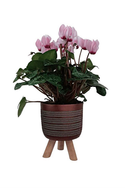 karlabotanik İç Mekan Bitkileri