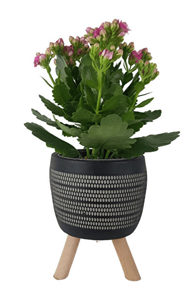 karlabotanik İç Mekan Bitkileri