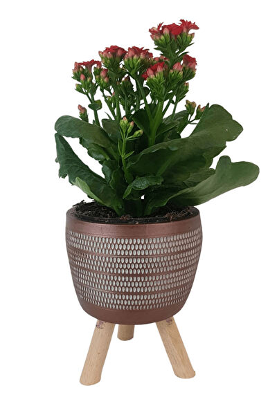 karlabotanik İç Mekan Bitkileri