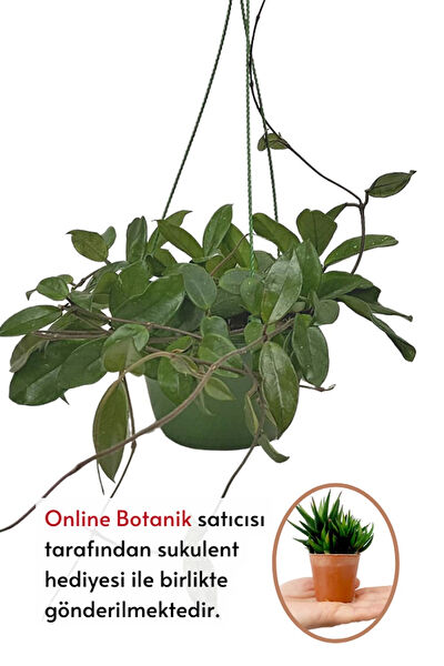 karlabotanik İç Mekan Bitkileri