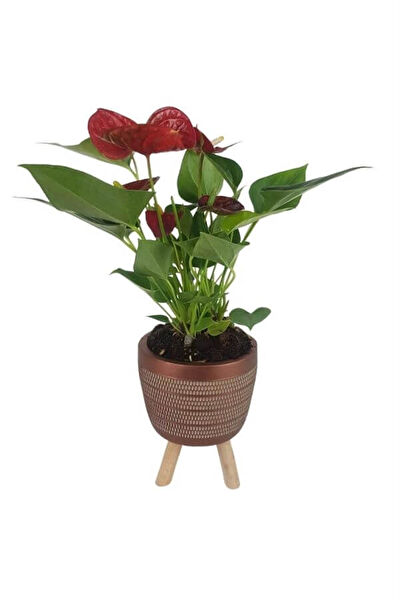 karlabotanik İç Mekan Bitkileri