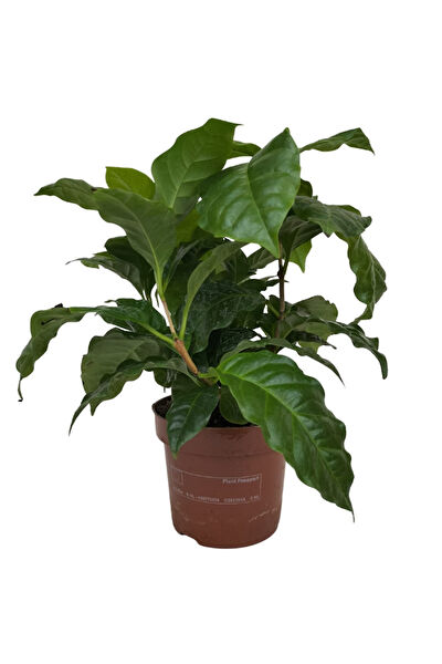 karlabotanik İç Mekan Bitkileri