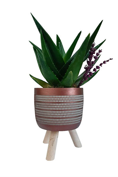 karlabotanik Sukulent