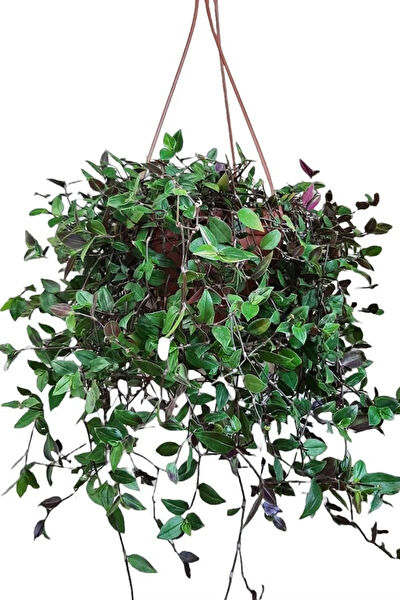 karlabotanik İç Mekan Bitkileri