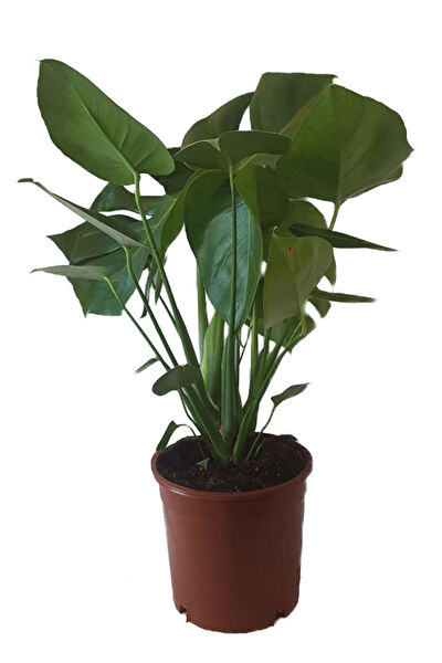 karlabotanik İç Mekan Bitkileri