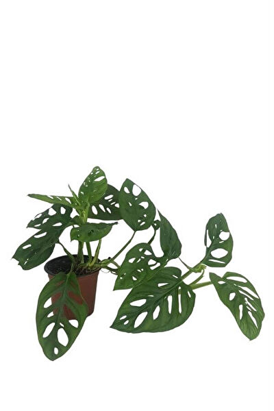 karlabotanik İç Mekan Bitkileri