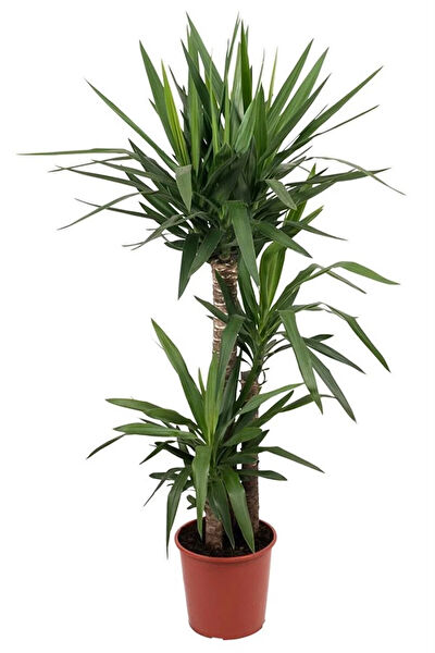 karlabotanik İç Mekan Bitkileri