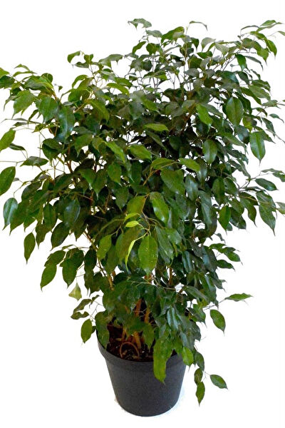 karlabotanik İç Mekan Bitkileri