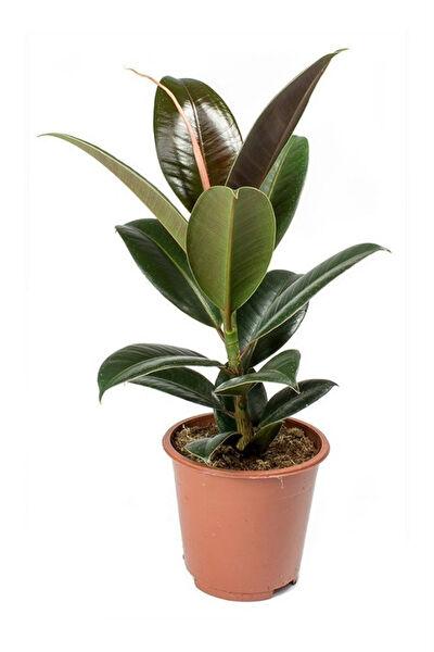 karlabotanik İç Mekan Bitkileri