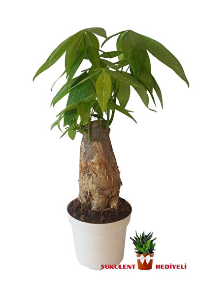 karlabotanik İç Mekan Bitkileri