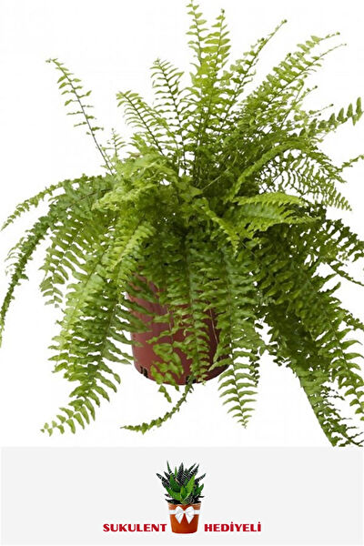 karlabotanik İç Mekan Bitkileri