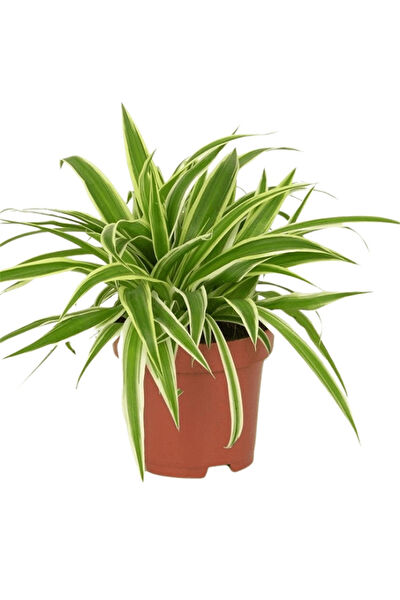 karlabotanik İç Mekan Bitkileri