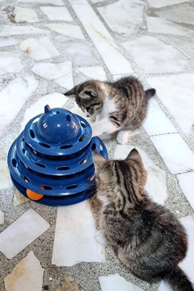 Trade Bazaar Kedi Oyuncakları