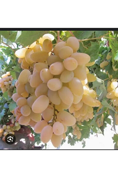 Bahçem Fidancılık İç Mekan Bitkileri